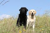 LABRADOR 397